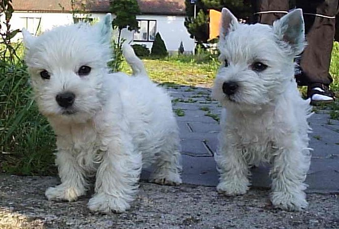 annie a arthur